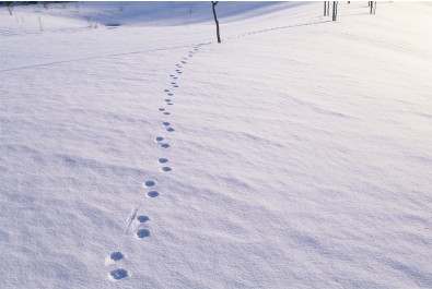 광고는 어디로 향하고 있는가